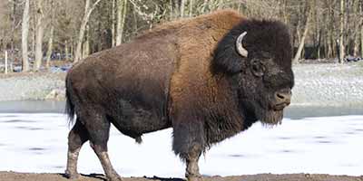 peau de bison d'amérique