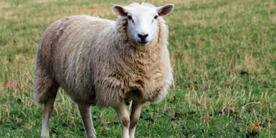peau de mouton